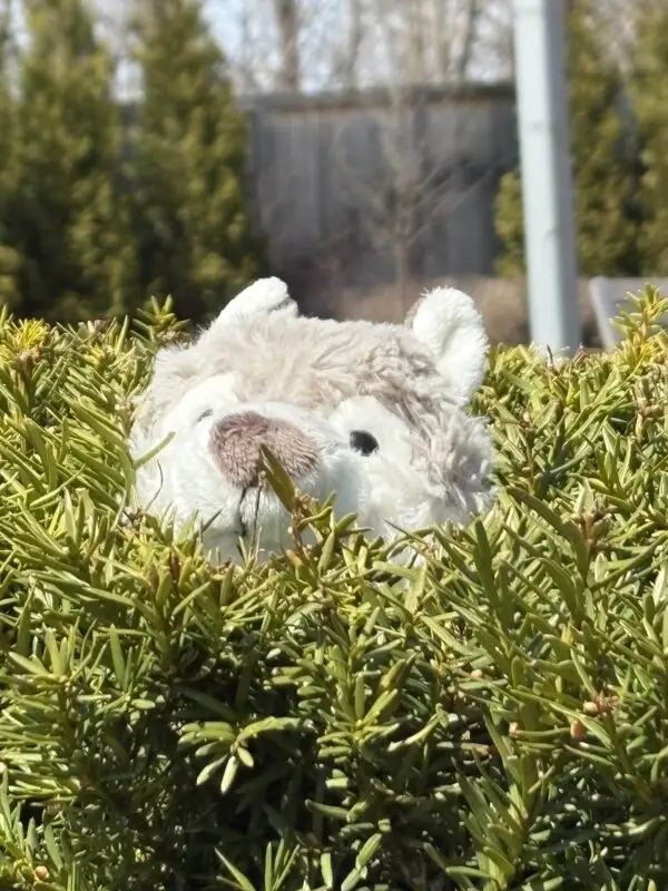 Dire the Wolf - Image 4